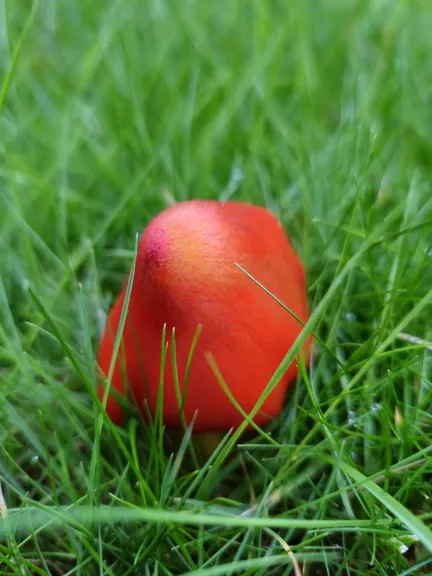 Red mushroom, Kortrijk (Belgium)